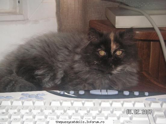 Our Pets.. - aham is cool iata a nice kytty a unei prietene - Recycle Bin